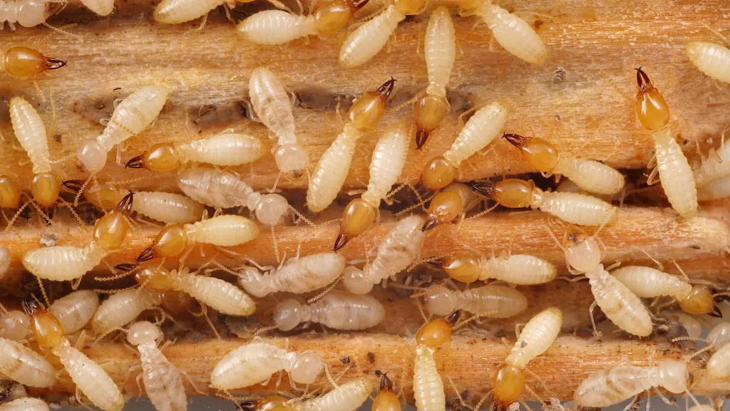 termites