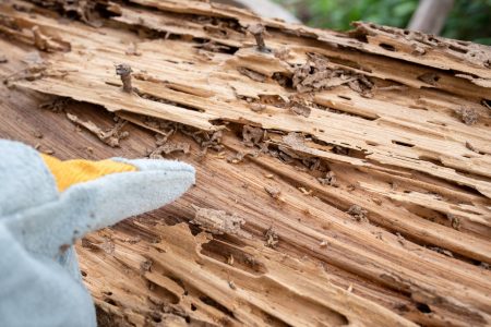 termite treatment