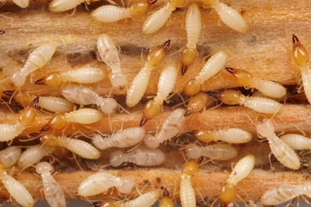 coptotermes-subterranean-termites-1024x577-1.webp
