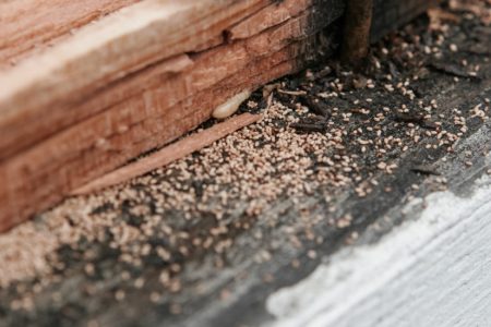 termite treatment